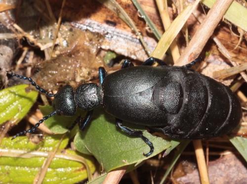 Meloe proscarabaeus